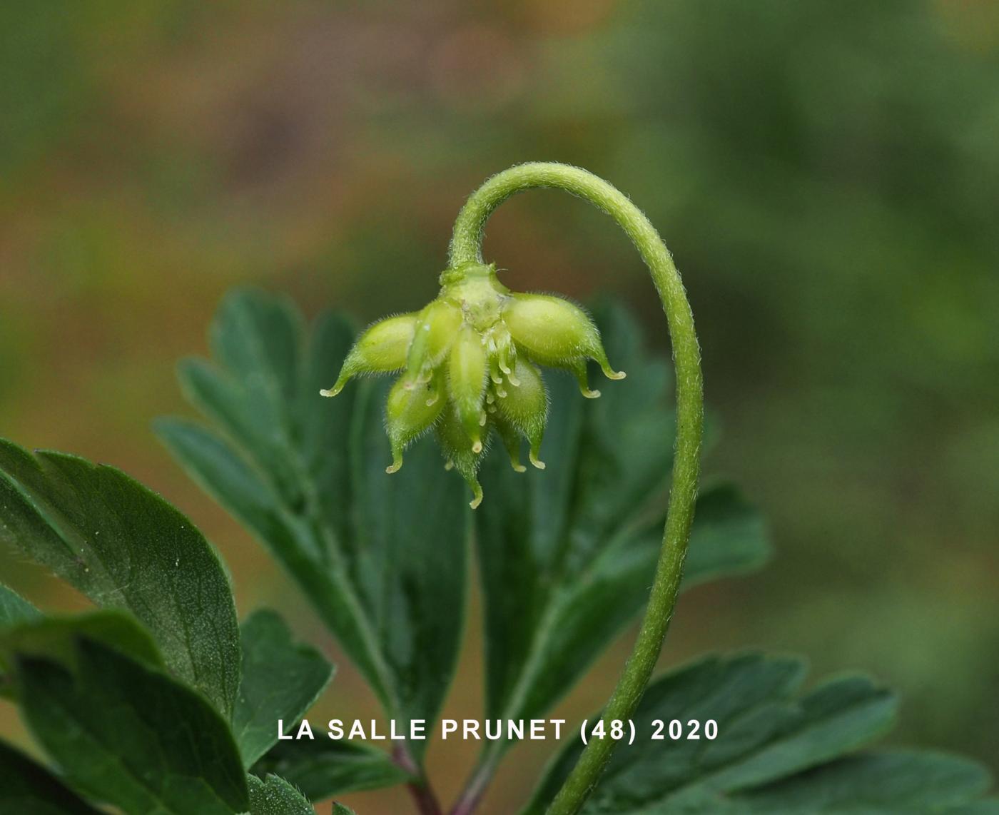 Anemone, Wood fruit